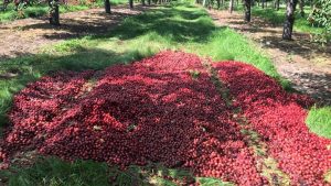 Michigan is the largest producer of cherries in all of the United States.