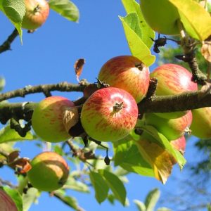Best Apples for Baking | Culinary School Tips