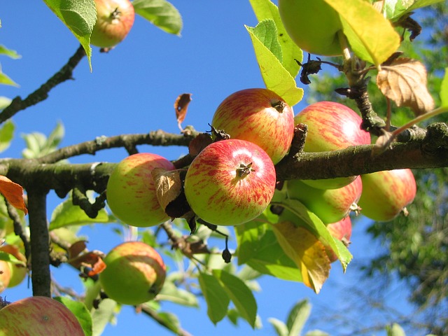 Best Apples for Baking | Culinary School Tips